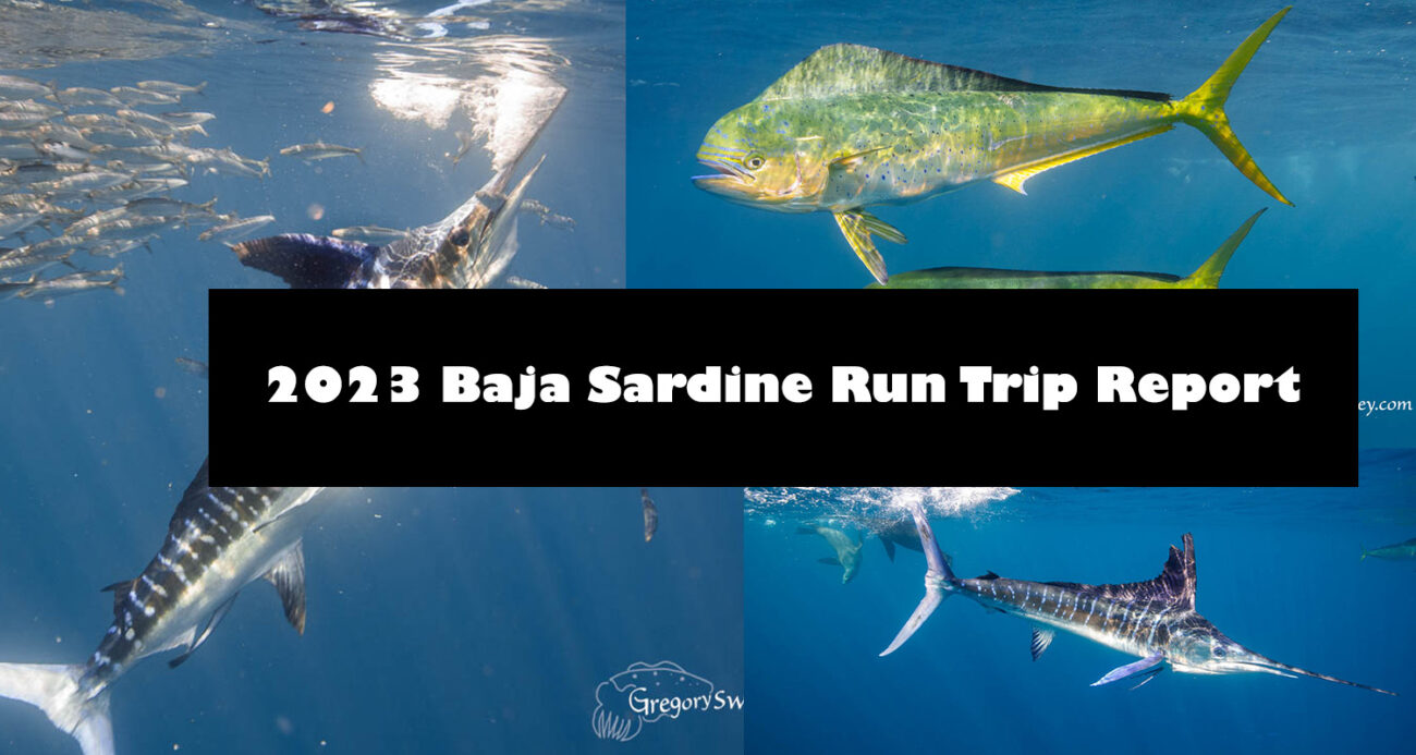 2023 Baja Sardines and Striped Marlin Trip Report