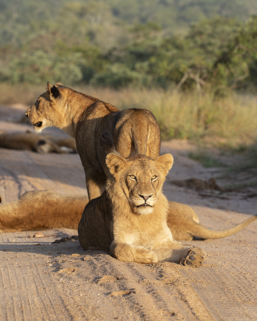 lion females