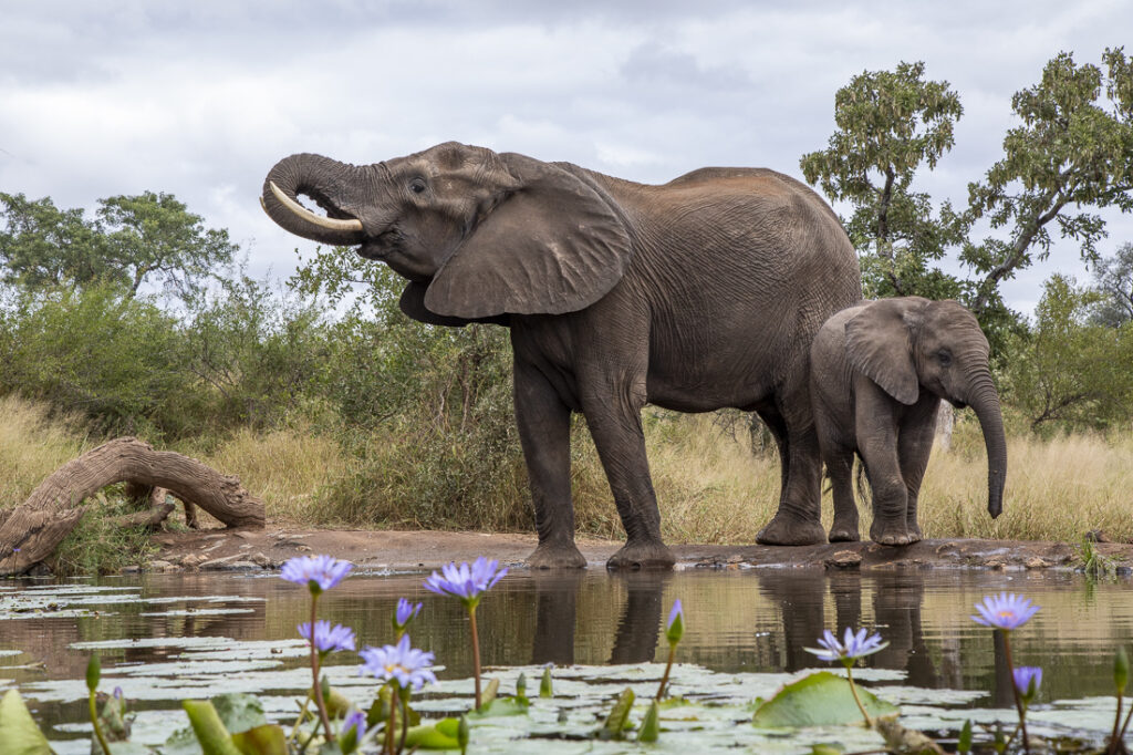 elephants at a watering hole
