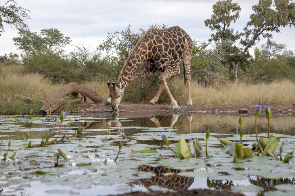 Giraffe drinking taken at ground level perspective