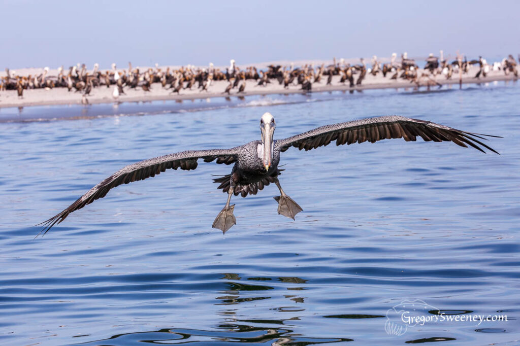 Pelican photography Magdalena bay
