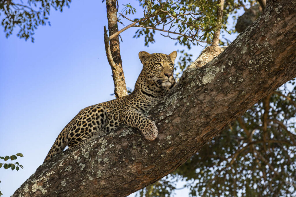 leopard up a tree Sabi sands