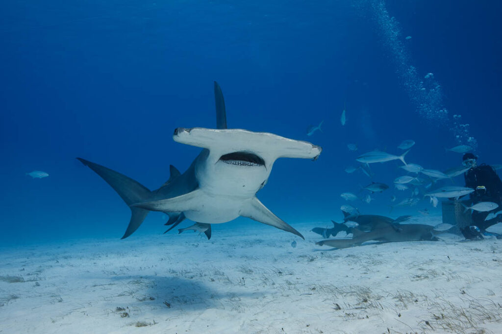 Hammerhead Shark dive Bahamas