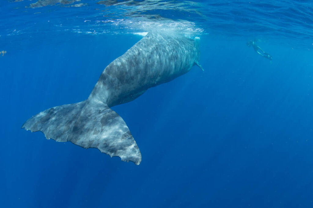 Sperm Whale, Dominica