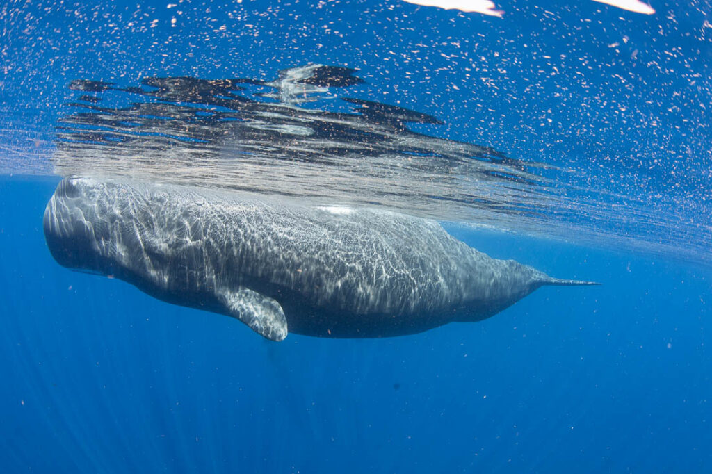Sperm Whales Dominica