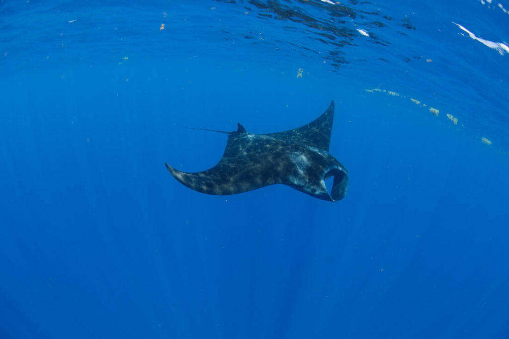 giant manta ray Isla Mujeres Mexico