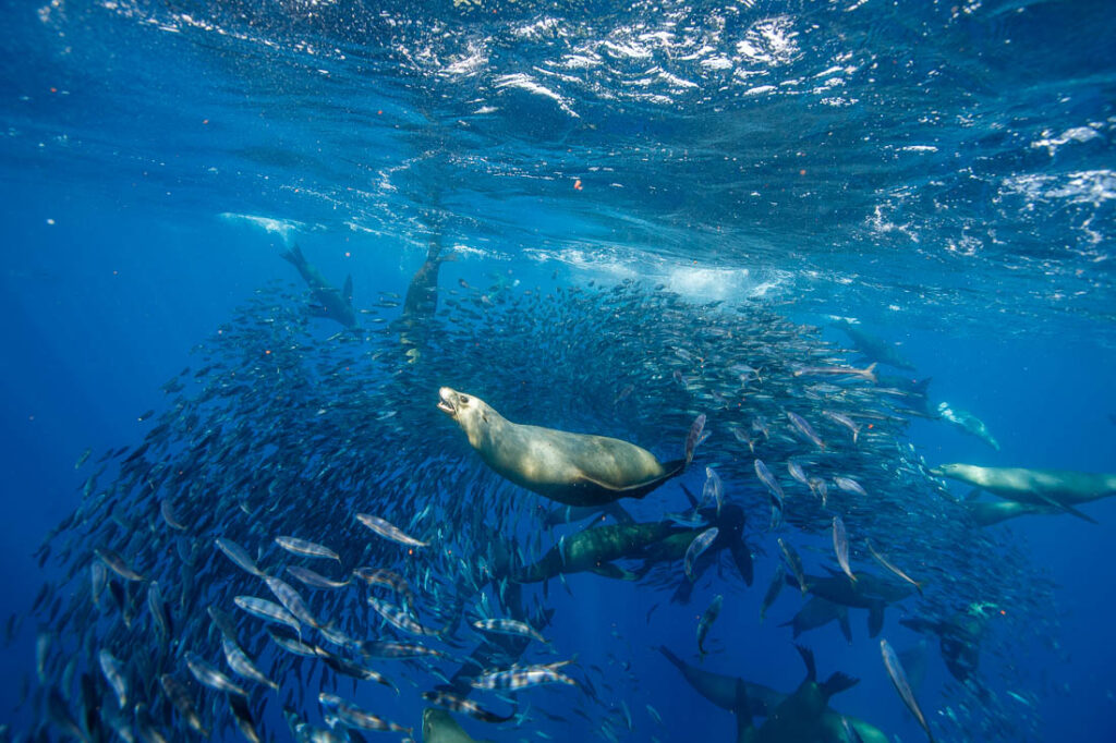 sea lion and sardines