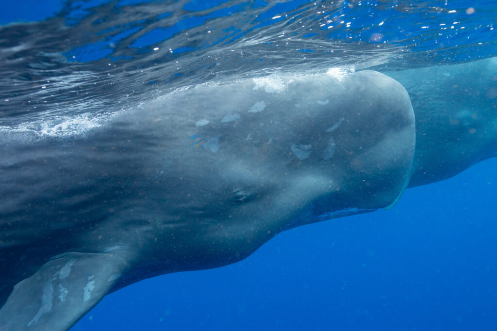 sperm whale snorkel face of whale close up