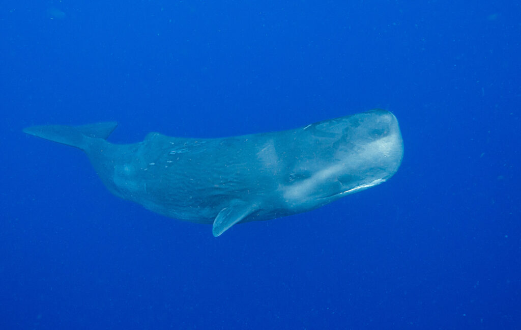 sperm whale snorkel Dominica photo trip