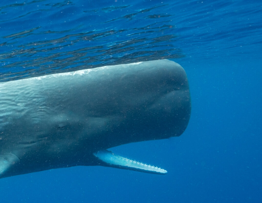 photographer trip sperm whales dominica