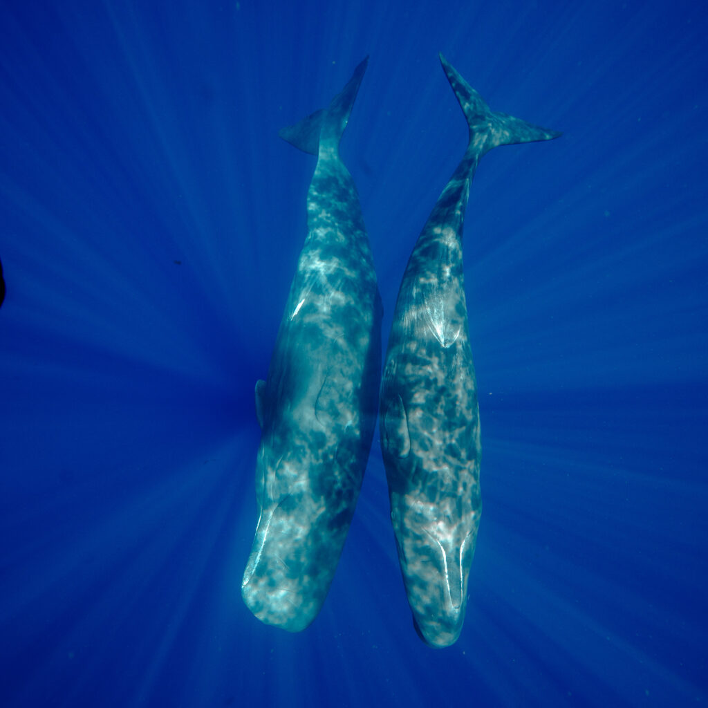two sperm whale photographed while snorkeling Dominica