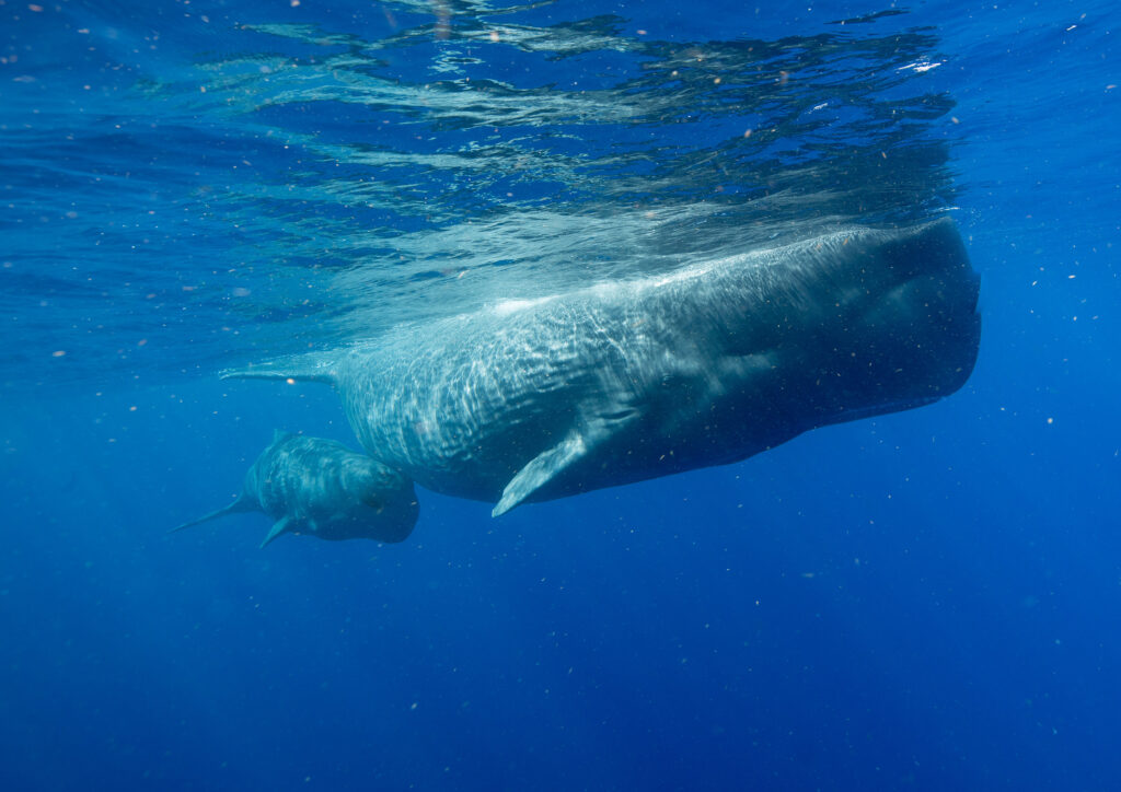 dominica whale snorkel