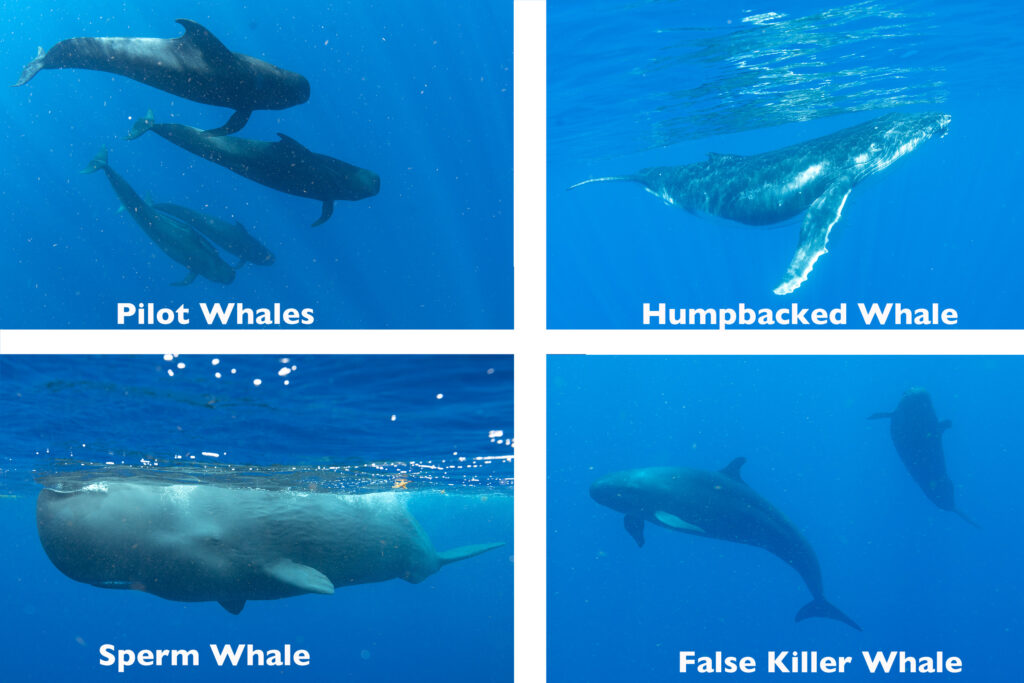 4 species of whales at Dominica