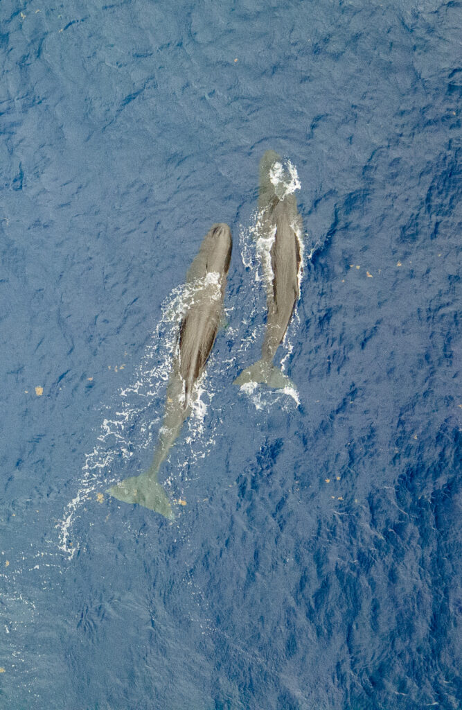 sperm whales drone image