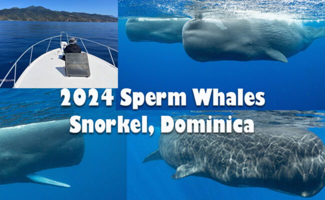 2024 Sperm Whales Trip Report