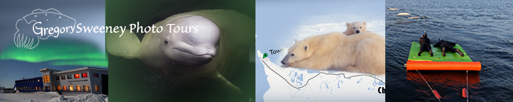 Polar Bears in Churchill Photo Tour