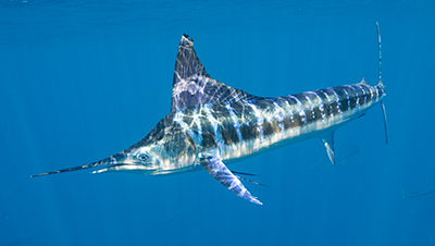 Swimming with striped marlin in Magdalena Bay Mexico during the sardine run