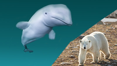 Photograph Beluga whales underwater and see polar bears