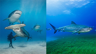 Shark Diving Trips and More