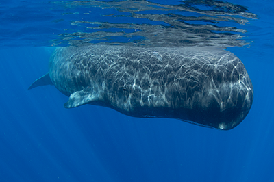 Sperm Whale Dominica