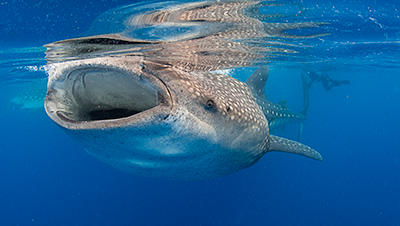 Swim with Whale Sharks in Mexico