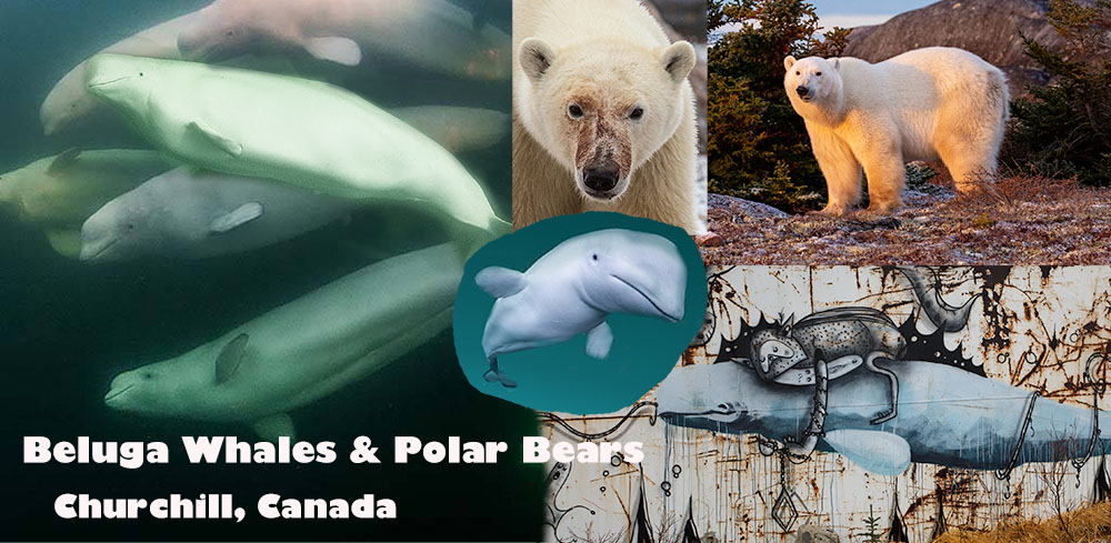 Swimm with beluga whales and photograph polar bears in Churchill, Canada