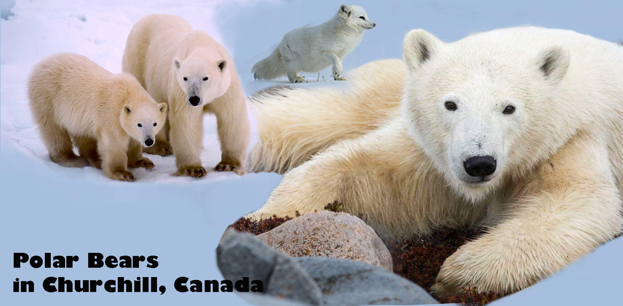 Polar Bears Photography Workshop in Churchill, Canada