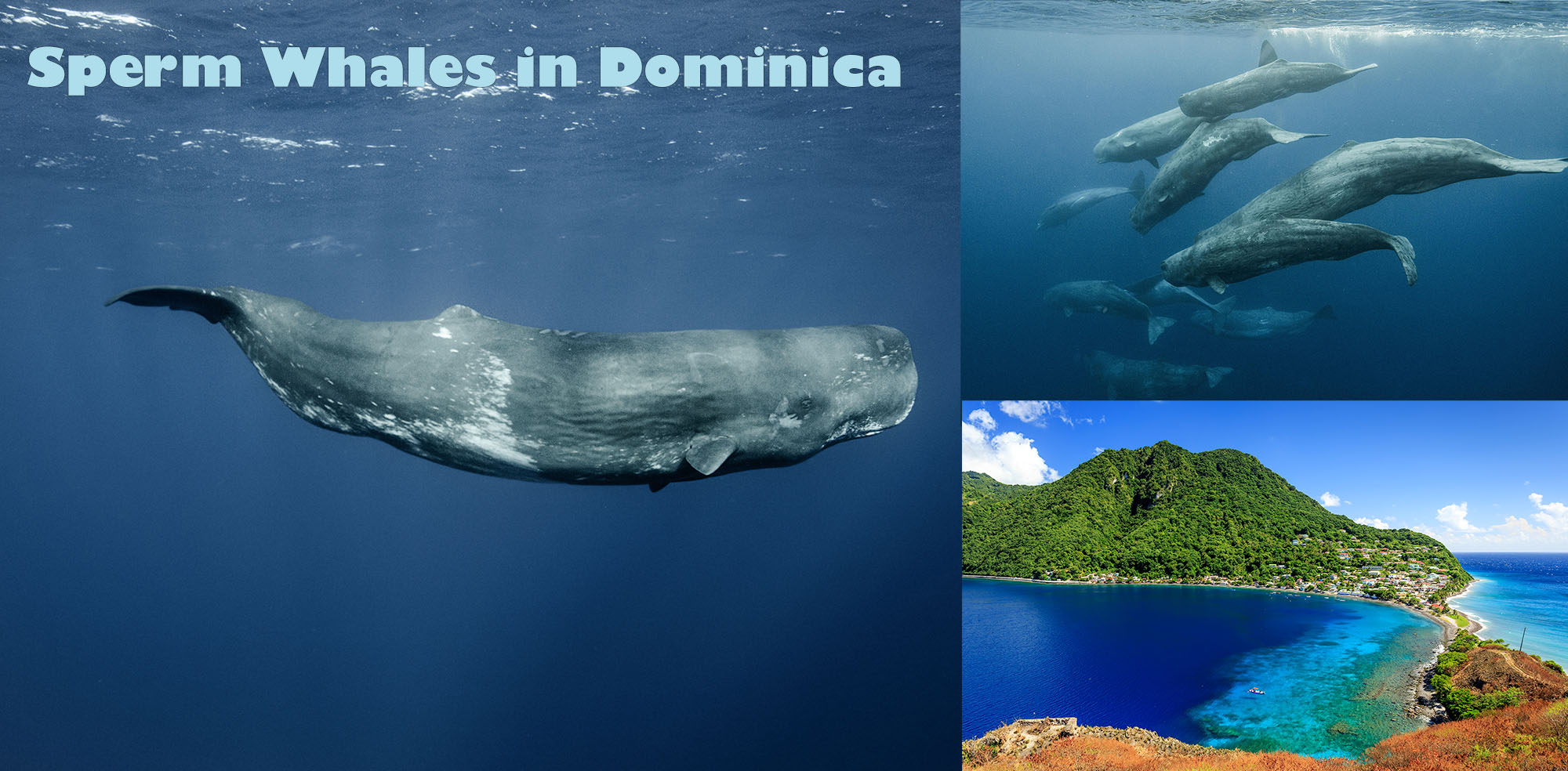 Swim with sperm whales on island of Dominica