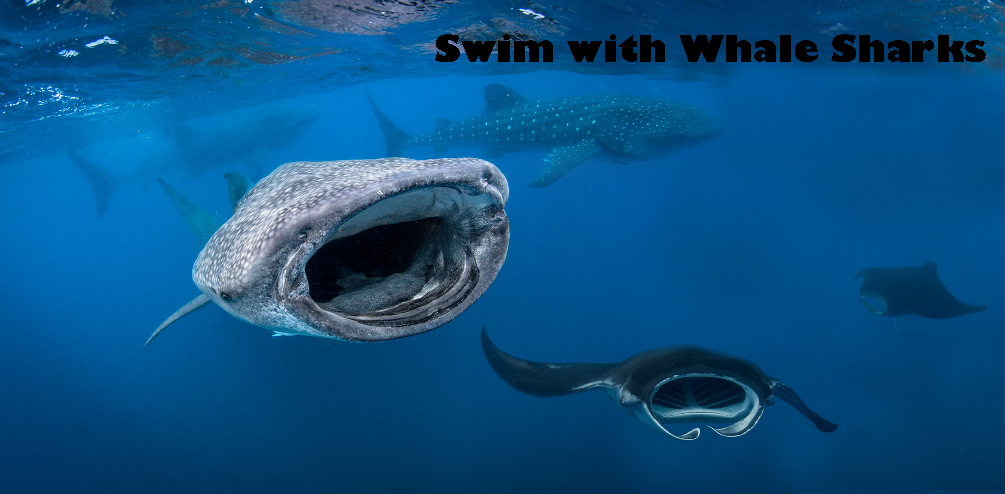 Swim with Whale Sharks and Manta rays in Isla Mujeres Mexico