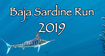 Link to Magdalena Bay Baja Sardine Run
