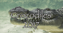 Link to American Crocodile Trip 2017