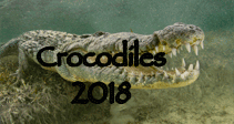 Link to American Crocodile Trip 2018