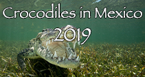 Link to American Crocodile Trip 2019