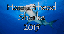 Link to Hammerhead Shark Trip Log 2015