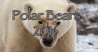Link to Polar Bears 2016