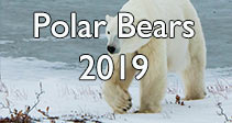 Link to Polar Bears 2019