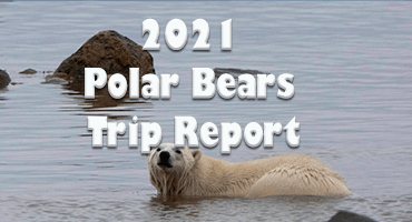 Link to Polar Bears 2021