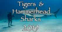 Link to Tiger & Hammerhead Trip Log 2019