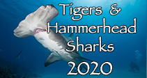 Link to Tiger & Hammerhead Trip Log 2020