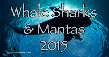 link to Whale Shark and Manta Trip Log 2015