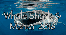 link to Whale Shark and Manta Trip Log 2016
