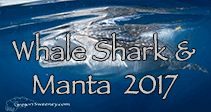 link to Whale Shark and Manta Trip Log 2017
