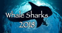 link to Whale Shark and Manta Trip Log 2018