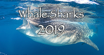 link to Whale Shark and Manta Trip Log 2019