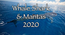 link to Whale Shark and Manta Trip Log 2020