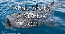 link to Whale Shark and Manta Trip Log 2021