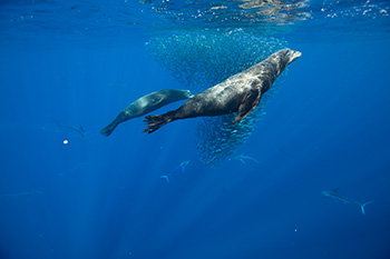 sea lions hunting sardines