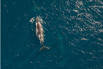 orcas and humpbacked whales at Magdalena Bay