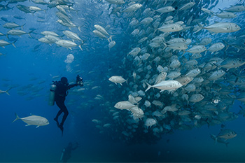 scuba with Mega Schools of fish at Cabo Pulmo