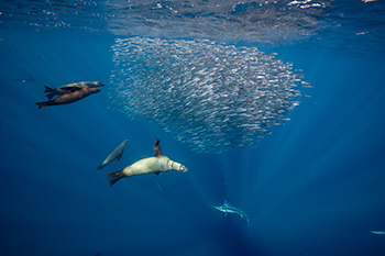 snorkel or scuba with sea lions in Baja 